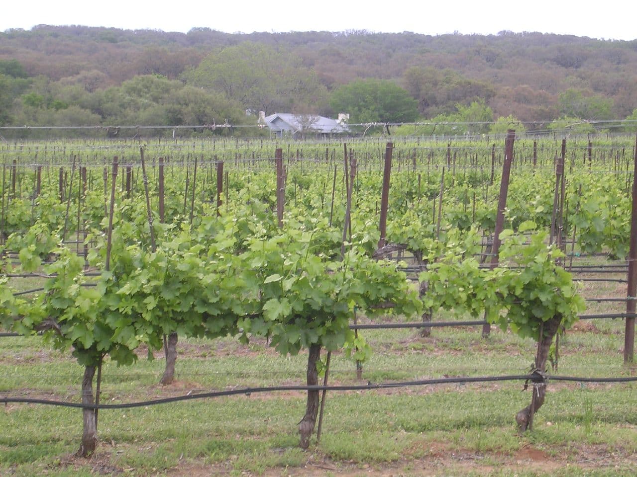 Photo of Texas Hills Vineyard