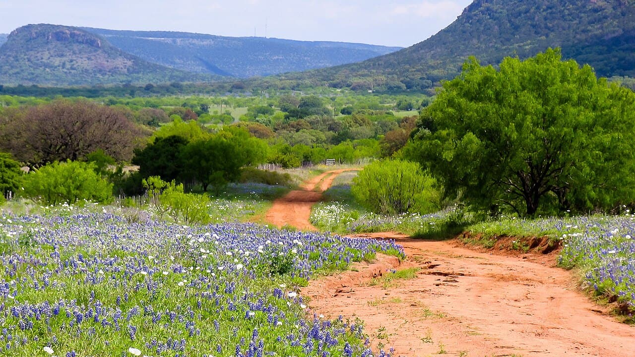 Bluebonnets along a red dirt road in the Texas Hill Country